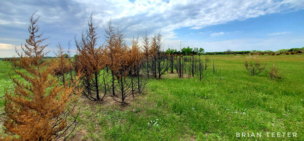 Burning pastures 1
